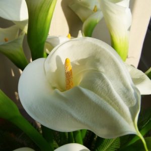 Hochzeitsblumen: Callas