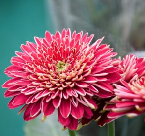 Hochzeitsblumen: Chrysanthemen