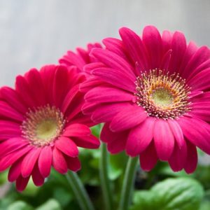Hochzeitsblumen: Gerbera