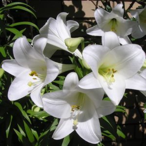 Hochzeitsblumen: Lilien