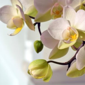 Hochzeitsblumen: Orchideen