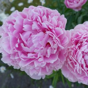 Hochzeitsblumen: Pfingstrosen
