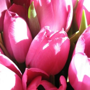 Hochzeitsblumen: Tulpen