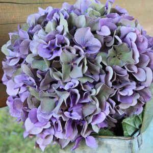 Hochzeitsblumen: Hortensien
